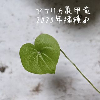 アフリカ亀甲竜 苗 1株【2020春播種】第4種郵便(その他)