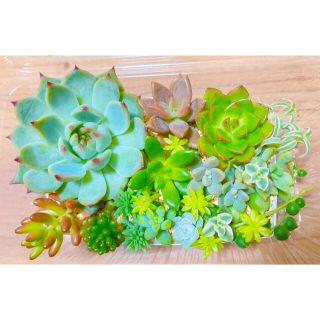 多肉植物　寄せ植えセット　詰め合わせ(その他)