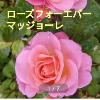 薔薇フォーエバー★ミニ薔薇★薔薇★挿し木苗★薔薇挿し木苗★ローズフォーエバー(その他)