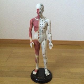 人体模型の通販 500点以上 フリマアプリ ラクマ 人体模型の通販 500点以上 フリマアプリ ラクマ