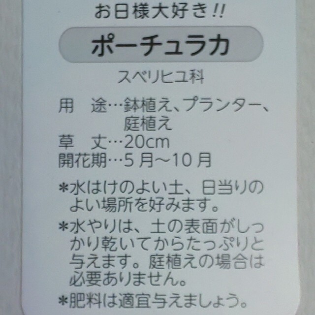 ポーチュラカ 八重咲き レア根付き苗 5種類  ハンドメイドのフラワー/ガーデン(プランター)の商品写真