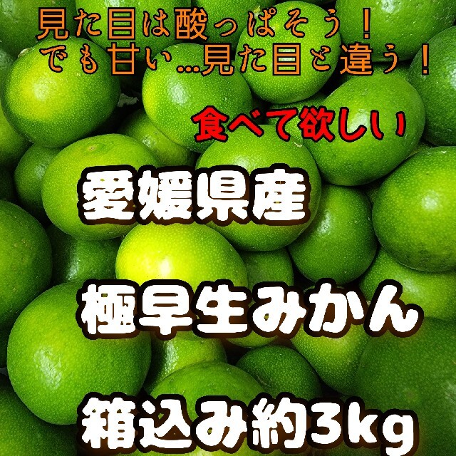 愛媛県産　極早生みかん　箱込み約3kg　柑橘　ミカン 食品/飲料/酒の食品(フルーツ)の商品写真