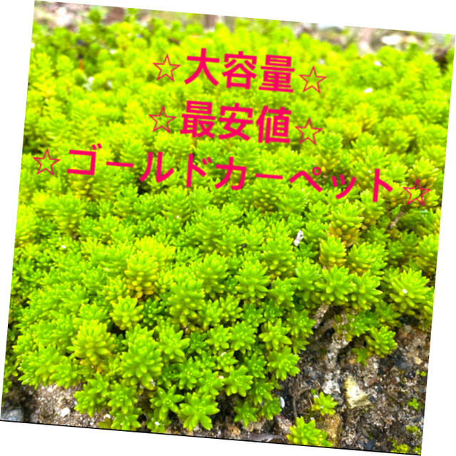 ⭐︎★⭐︎  セダム　多肉植物　⭐︎★⭐︎ ハンドメイドのフラワー/ガーデン(その他)の商品写真