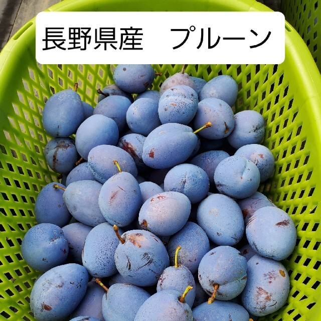 長野県産、生プルーン(倉島)　1kg(家庭用) 食品/飲料/酒の食品(フルーツ)の商品写真