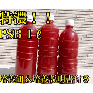 PSB 光合成細菌 自家培養 培養餌 培養説明書付1000ml 1リットル (アクアリウム)