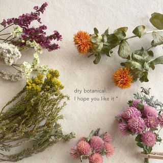 dry botanical /  #14 ドライフラワー 花材  ハンドメイド(ドライフラワー)