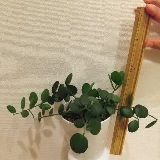 多肉植物  グリーンドラム  緑の太鼓 ドライブだいすきママさん専用ページ(その他)