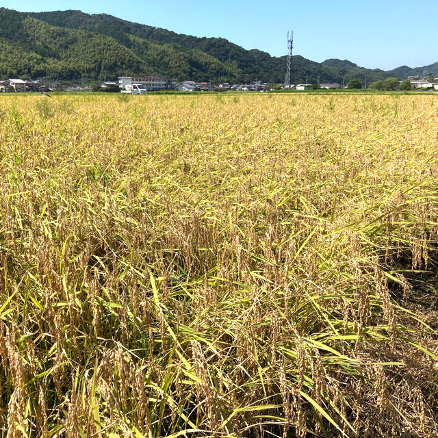 新米！令和3年度 高知県産コシヒカリ 20kg玄米　精米無料! 食品/飲料/酒の食品(米/穀物)の商品写真