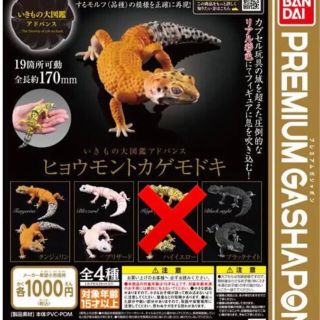 バンダイ(BANDAI)のヒョウモントカゲモドキ ガチャ(爬虫類/両生類用品)