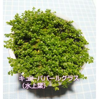 無農薬 水草 キューバパールグラス(アクアリウム)