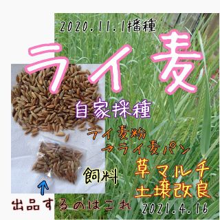 ライ麦 固定種 自家採種 緑肥 マルチ 雑草抑制 害虫防除 野菜の種 土壌改良(野菜)