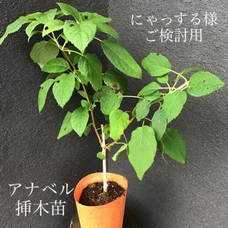 ＊＊＊アナベル  挿木苗　１株＊＊＊　　にゃっする様ご検討用(プランター)