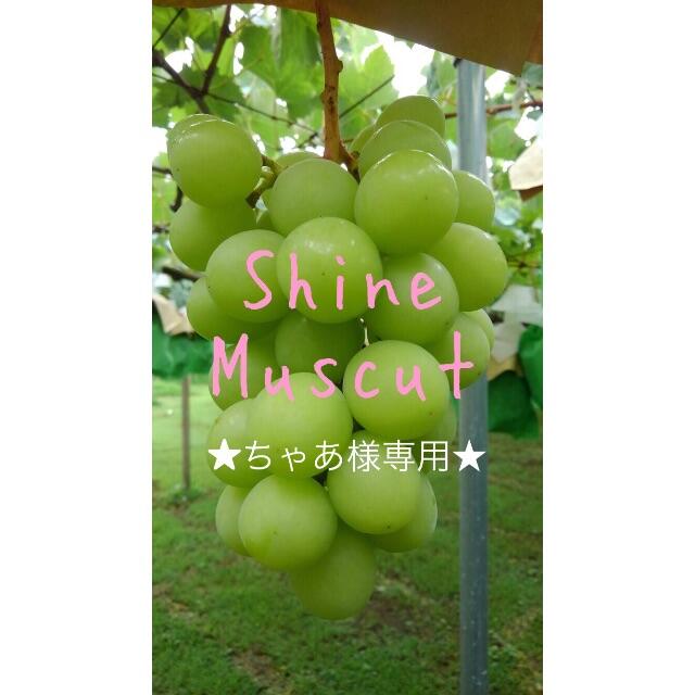 ★ちゃあ★ シャインマスカット 2キロ箱