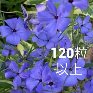 青い花！ビスカリア　ブルーエンジェルの種　120粒以上(その他)