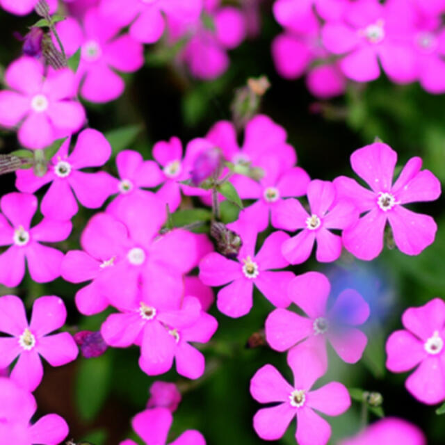 ネモフィラ　ペニーブラック・シレネ　ピンクパンサー・ブルーエンジェルの種セット ハンドメイドのフラワー/ガーデン(その他)の商品写真