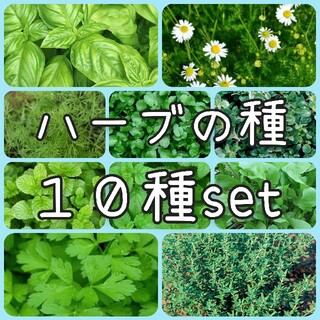 【ハーブの種】10種セット 種子(野菜)