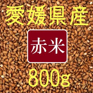 米（古代米）　愛媛県産　800ｇ(米/穀物)