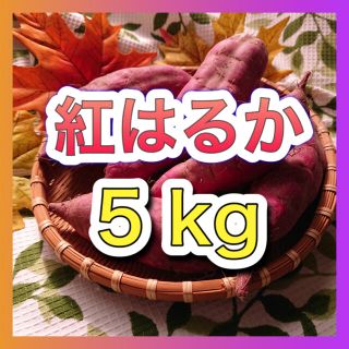 さつまいも『紅はるか』5kg＊9/13発送予定(野菜)