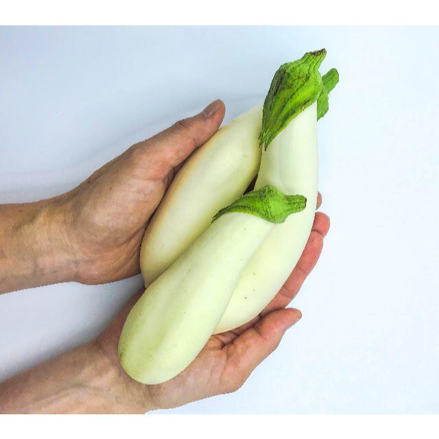 《クール便》新潟 伝統野菜 「 越後の白ナス 1.5kg 」 新鮮 詰合せ 食品/飲料/酒の食品(野菜)の商品写真