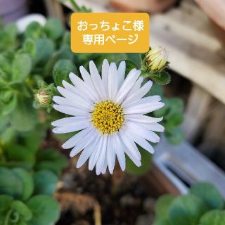 おっちょこ様 専用ページ(ピアス)