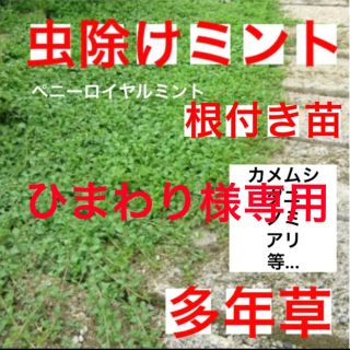 ☆虫除けになる☆這性ペニーロイヤルミント　　⛳️初心者向き☆(プランター)