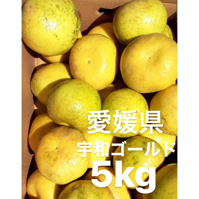 愛媛県　宇和ゴールド　河内晩柑　嵐ゴールド　5kg 食品/飲料/酒の食品(フルーツ)の商品写真