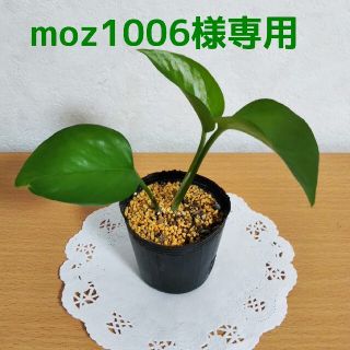 ポトス パーフェクトグリーン ミニ苗 日陰に強い  観葉植物(その他)