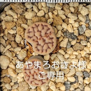 多肉植物リトープス《微紋玉1株》《トップレッド1株》抜き苗 (その他)