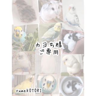 カヨち様ご専用　シロハラインコ　バードスーツ(鳥)