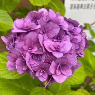 紫陽花  苗（抜き苗）紫色⓵(その他)