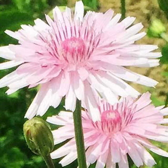 花の種 モモイロタンポポ クレピス 種子