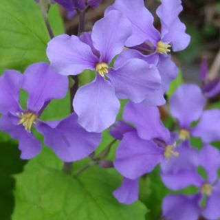 花の種子　紫花菜　オオアラセイトウ　種子(その他)