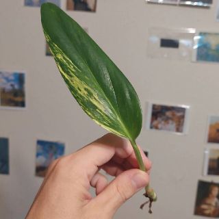 黄斑入りモンステラ　スタンドレイアナ　カット苗(その他)