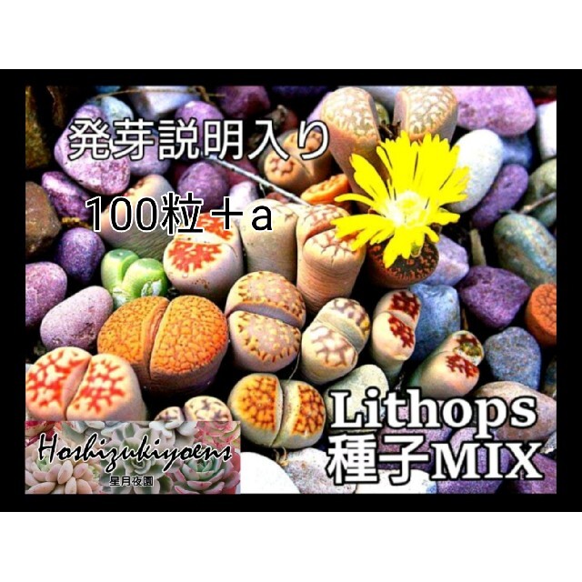 【もう直ぐ蒔時】リトープス ミックス 種子 100粒+a 発芽説明入り ハンドメイドのフラワー/ガーデン(その他)の商品写真
