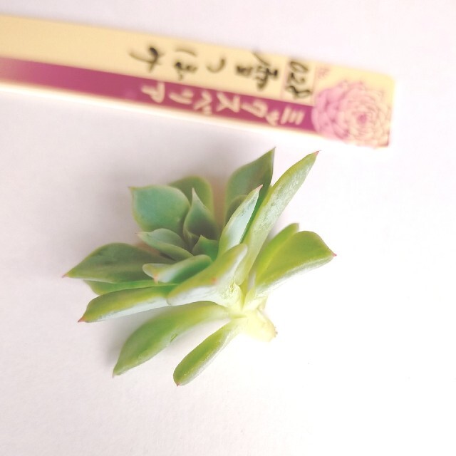 雪つぼみ★多肉植物 ハンドメイドのフラワー/ガーデン(その他)の商品写真