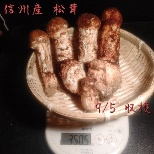 信州産 松茸 9/5 午前収穫 つぼみ350g 【高価値】 www ...