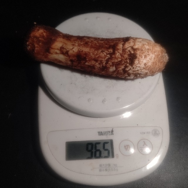 信州産 松茸 9/5 午前収穫 つぼみ350g 【高価値】 www ...