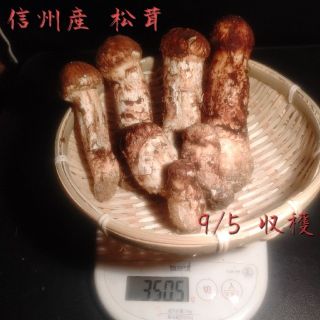 信州産 松茸 9/5 午前収穫 つぼみ３５０ｇ(野菜)