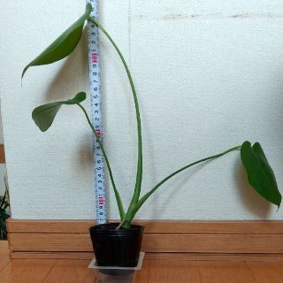 モンステラ 苗(その他)