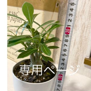 観葉植物　多肉植物　アデニウム　苗　鉢付き(プランター)