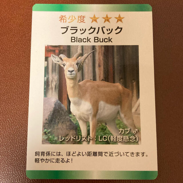 東武動物公園　 動物カード　ブラックバック　カブ♂