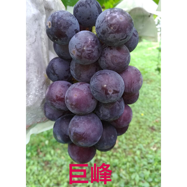 【信州葡萄】 黄甘、巨峰、ピオーネ 詰合せ 2kg(4房) ぶどう ブドウ 食品/飲料/酒の食品(フルーツ)の商品写真