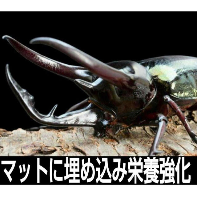 椎茸廃菌床6ブロック☆カブトマットに埋め込み栄養強化に！クワガタ産卵床に！