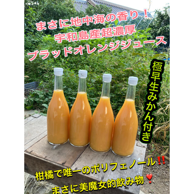 初物　極早生みかん付き！　ブラッドオレンジジュース　宇和島産 食品/飲料/酒の食品(フルーツ)の商品写真