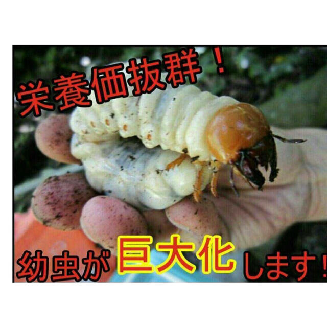 カブト幼虫の栄養強化に!椎茸廃菌床ブロック☆発酵マットに埋め込む カブト幼虫の栄養強化に!椎茸廃菌床ブロック☆発酵マットに埋め込む