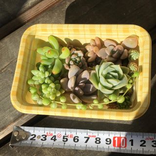 多肉植物　エケベリア  カット苗(その他)