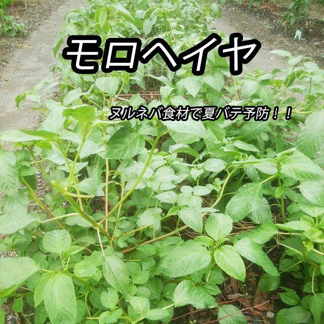 80サイズ*送料無料*静岡県産*無農薬*夏野菜詰め合わせセット*農家直送 食品/飲料/酒の食品(野菜)の商品写真