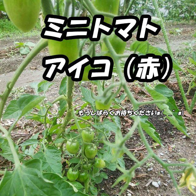 80サイズ*送料無料*静岡県産*無農薬*夏野菜詰め合わせセット*農家直送 食品/飲料/酒の食品(野菜)の商品写真