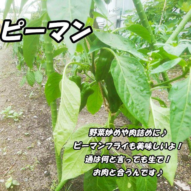 80サイズ*送料無料*静岡県産*無農薬*夏野菜詰め合わせセット*農家直送 食品/飲料/酒の食品(野菜)の商品写真