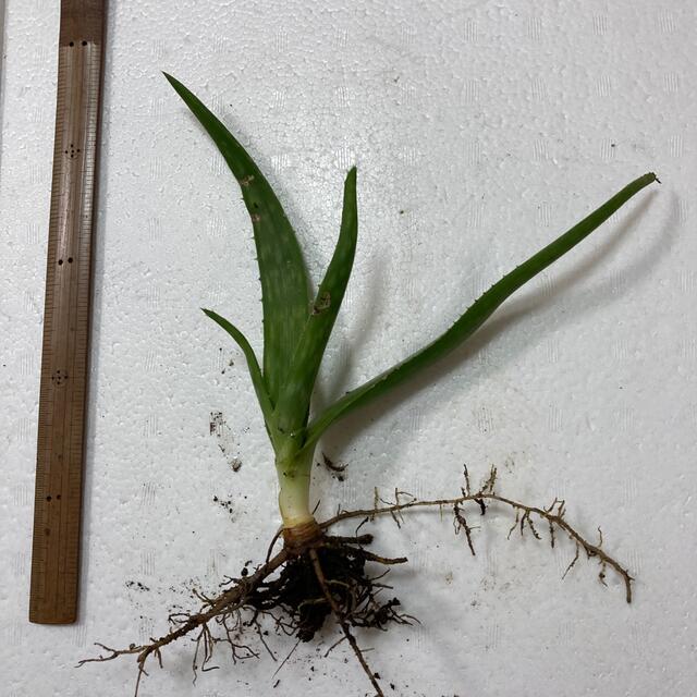 無農薬 アロエベラ アロエベラの苗 多肉植物 食用健康野菜 観賞植物 薬草の通販 By エルモプロフお読み下さい S Shop ラクマ 無農薬 アロエベラ アロエベラの苗 多肉植物 食用健康野菜 観賞植物 薬草の通販 By エルモプロフお読み下さい S Shop ラクマ